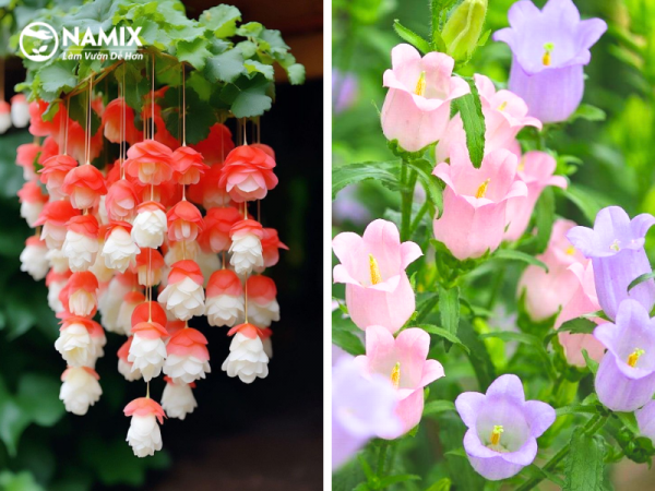 Hoa chuông gió - Đặc điểm, cách trồng và chăm sóc hoa