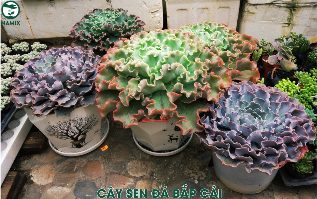 cay sen da bap cai