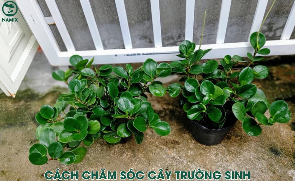 cham soc cay xanh