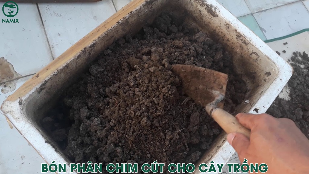 phan tot cho cay trong
