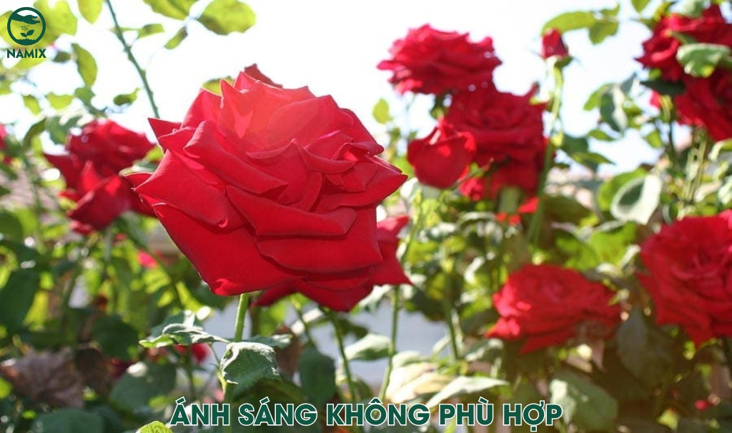 anh sang khong phu hop