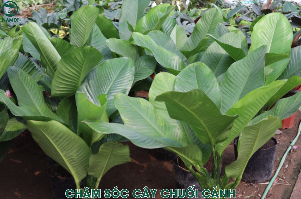 cham soc cay chuoi canh