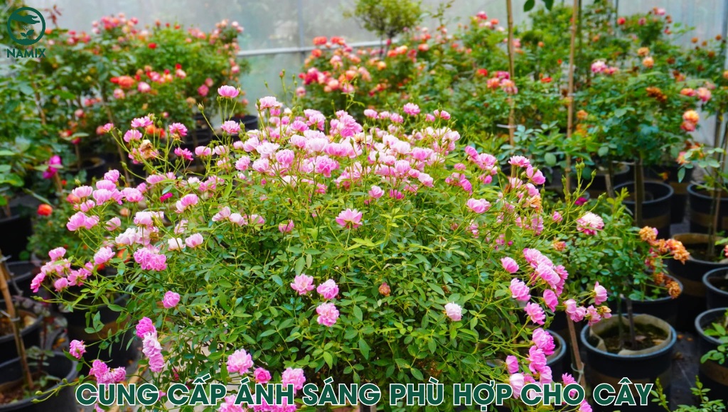 cung cap anh ang phu hop