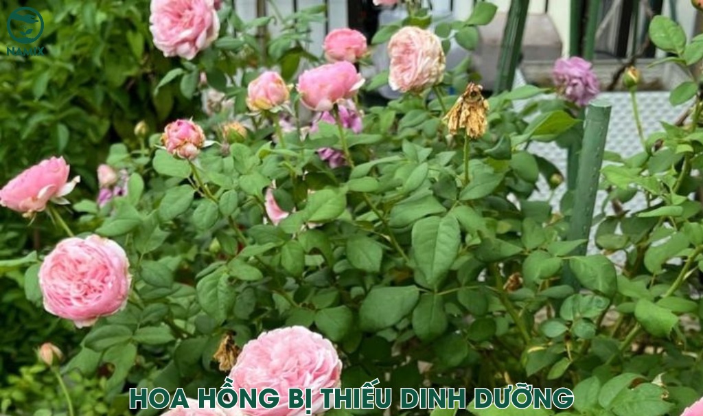 hoa hong bi thieu dinh duong