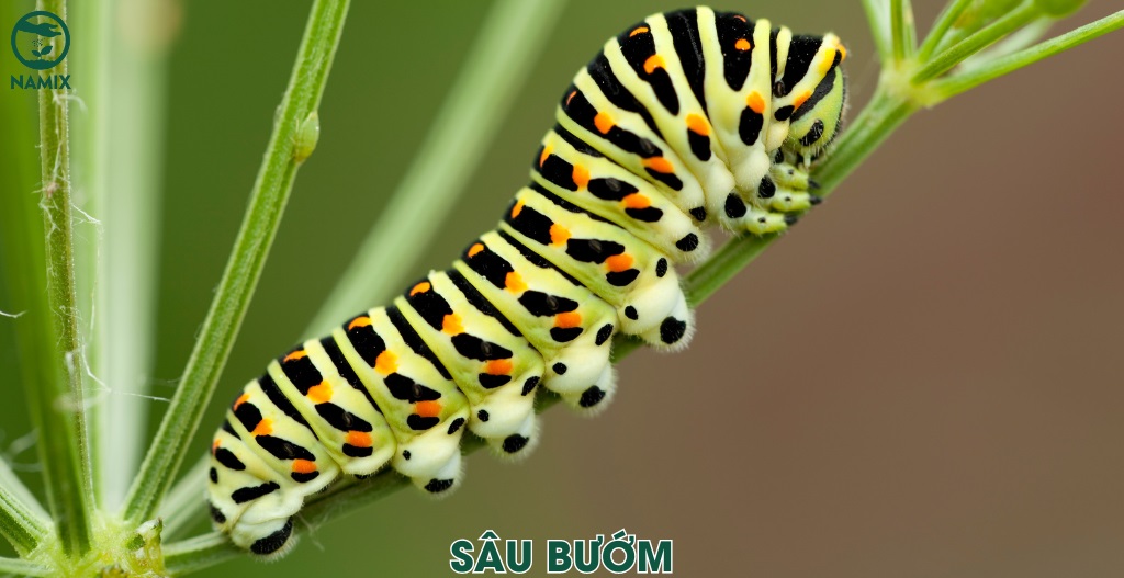 sau buom