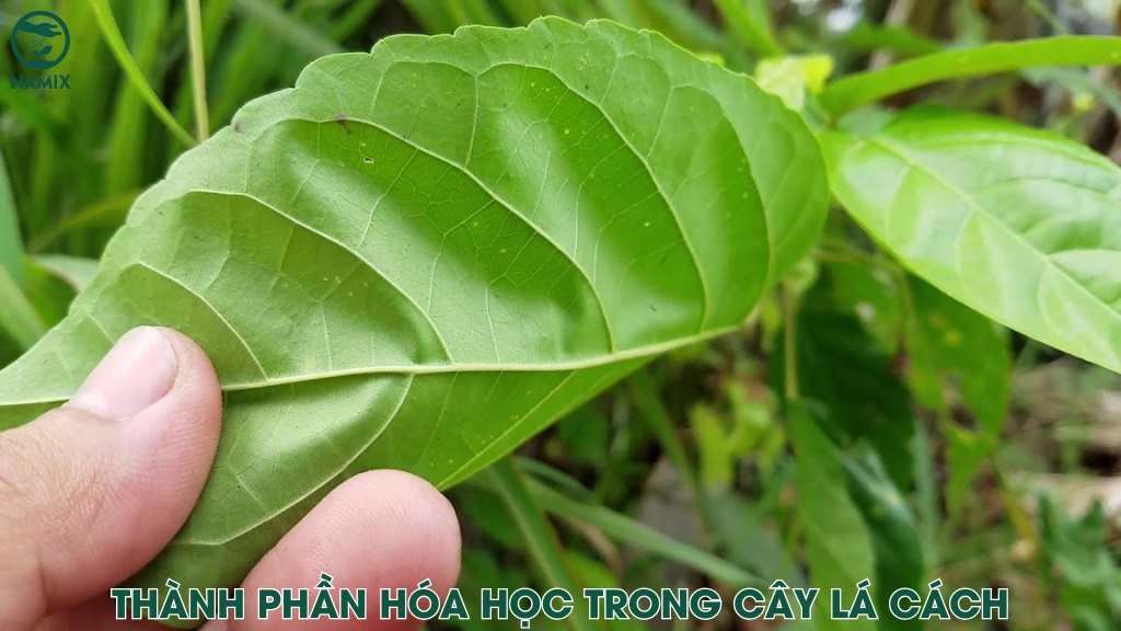 thanh phan hoa hoc