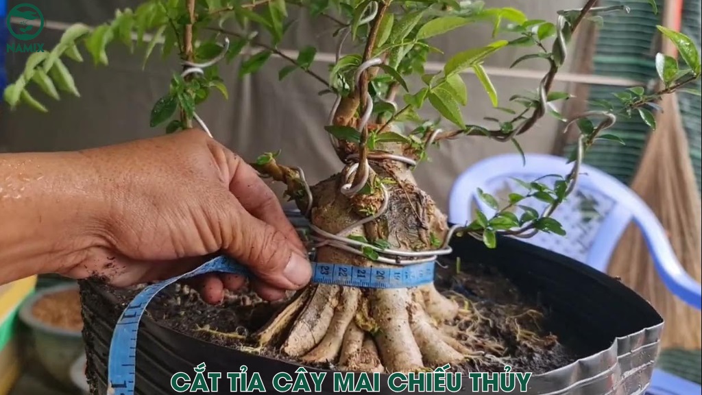 cat tia cho cay