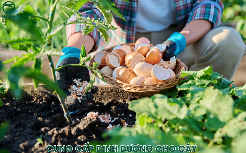 cung cap dinh duong cho cay